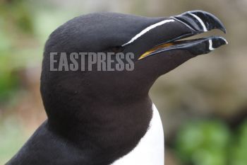 EA347107, Eastpress, Vardö, Norway